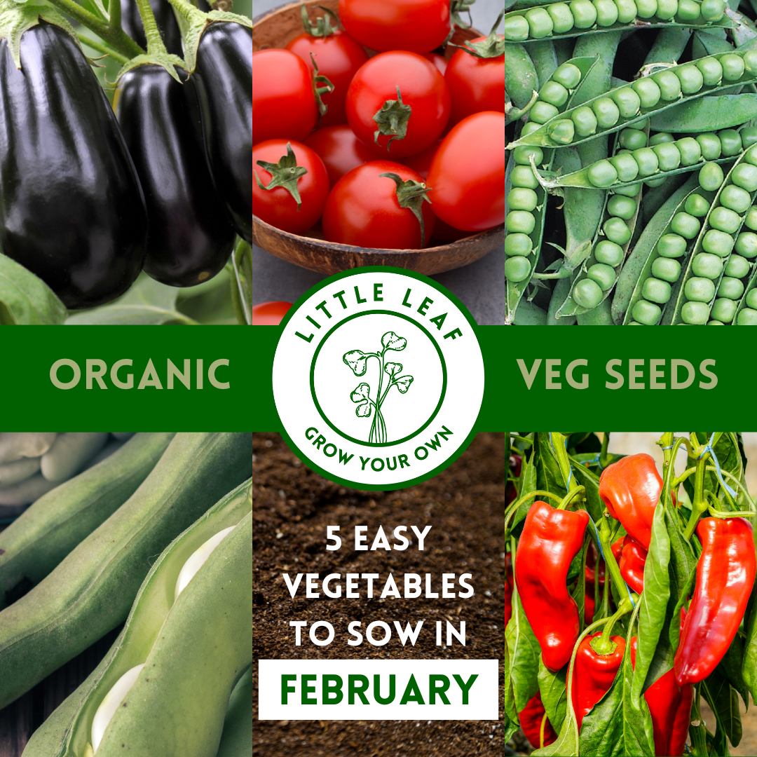 February | Kitchen Garden Month by Month | 5 Organic Veg Seeds to Sow in February