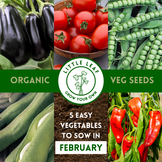 February | Kitchen Garden Month by Month | 5 Organic Veg Seeds to Sow in February