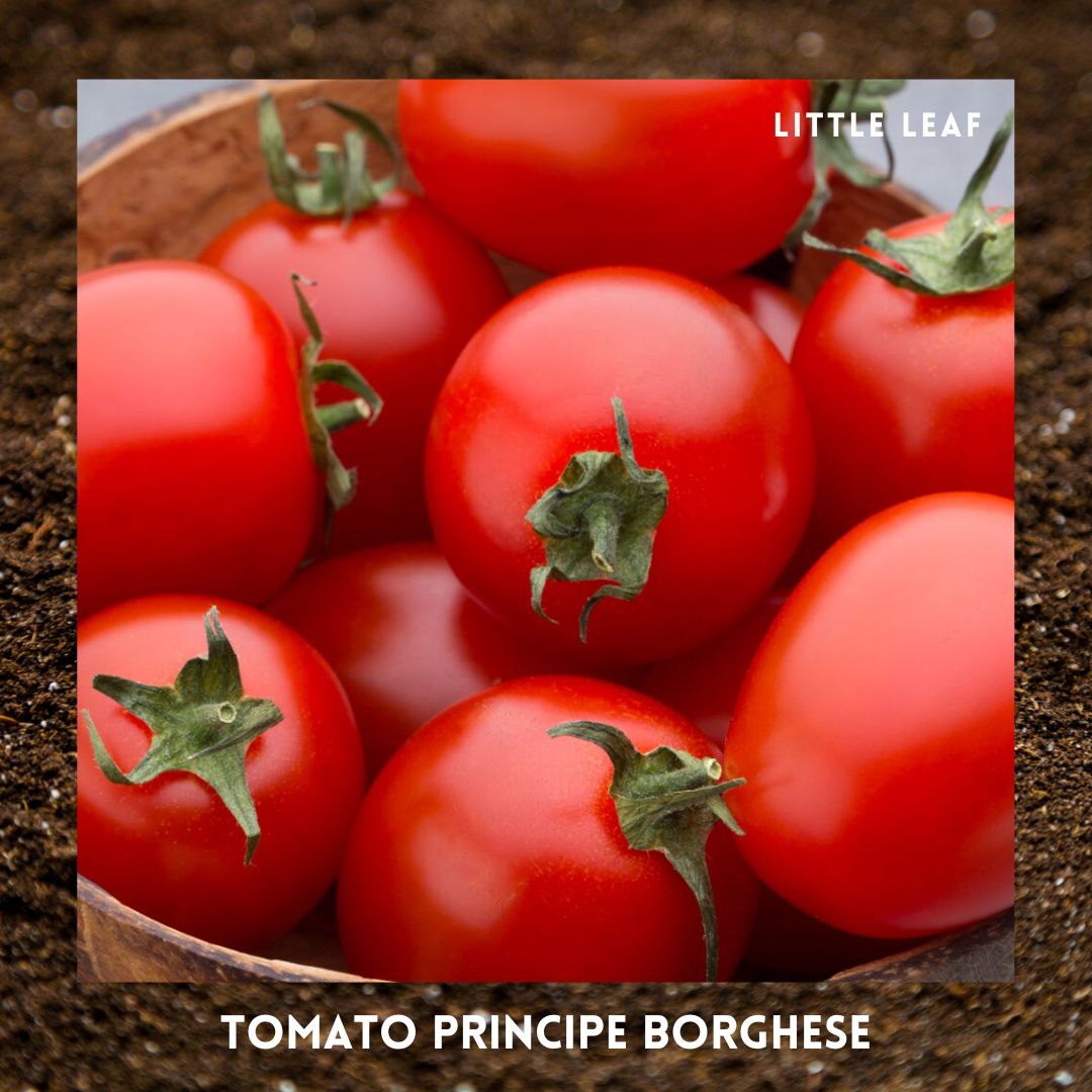 February | Kitchen Garden Month by Month | 5 Organic Veg Seeds to Sow in February