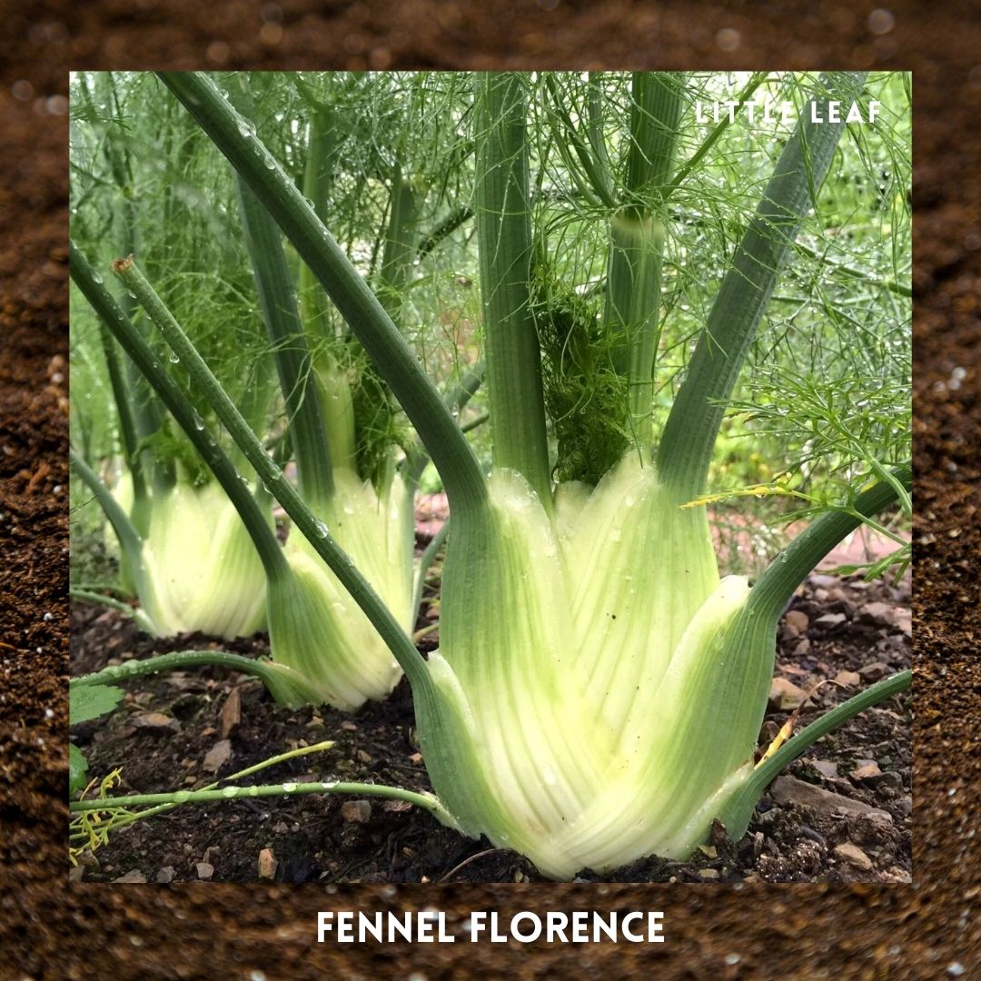 July | Kitchen Garden Month by Month | 5 Organic Veg Seeds to Sow in July