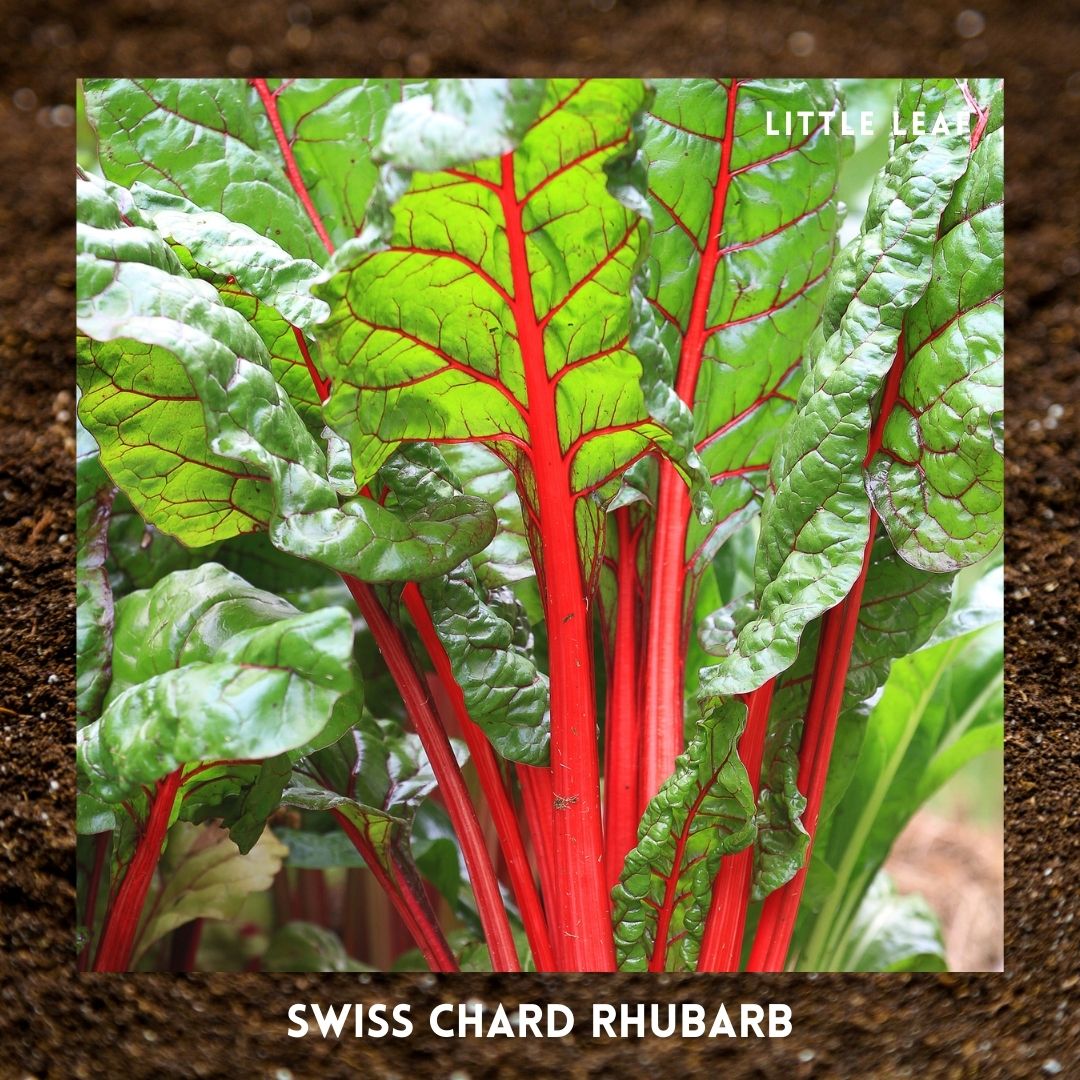 July | Kitchen Garden Month by Month | 5 Organic Veg Seeds to Sow in July