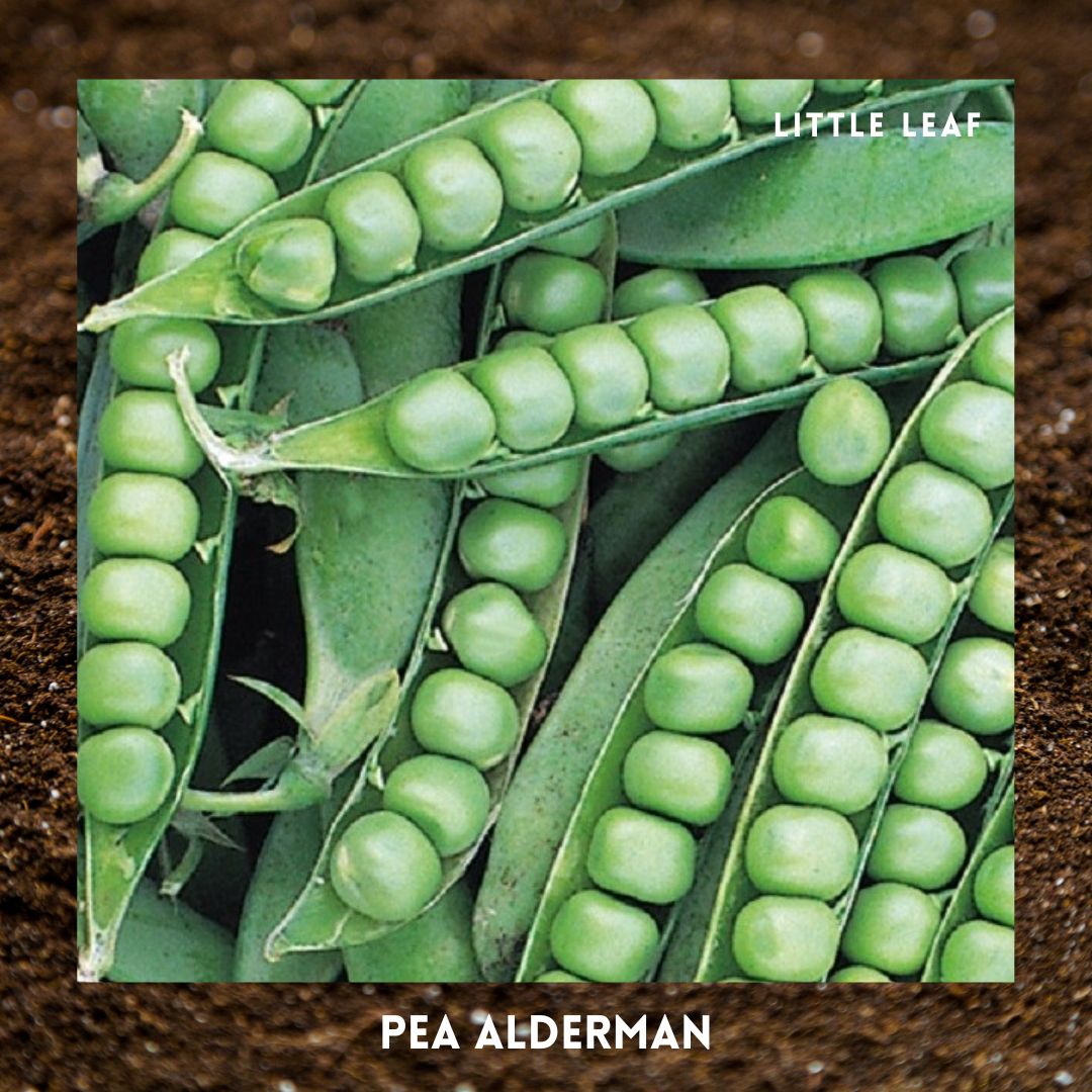 February | Kitchen Garden Month by Month | 5 Organic Veg Seeds to Sow in February