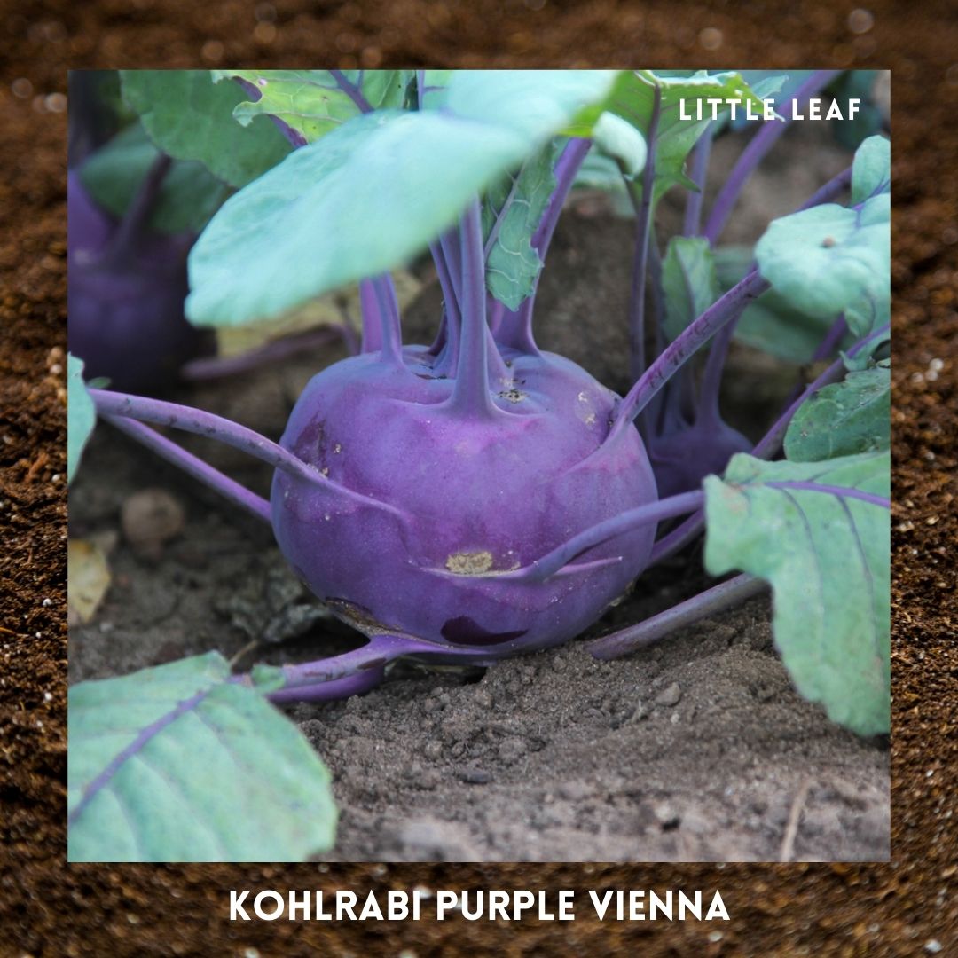 July | Kitchen Garden Month by Month | 5 Organic Veg Seeds to Sow in July