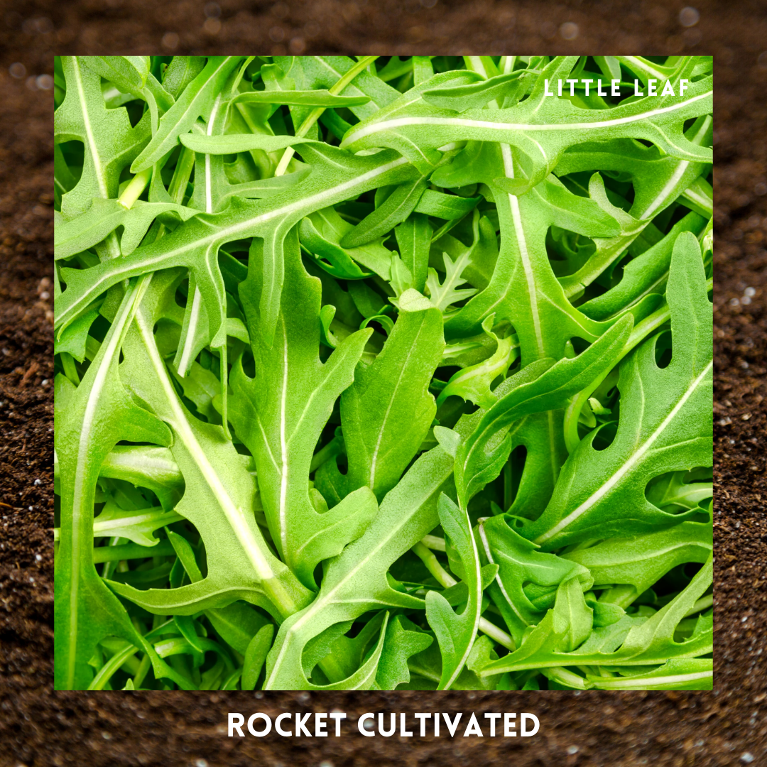 August | Kitchen Garden Month by Month | 5 Organic Veg Seeds to Sow in August
