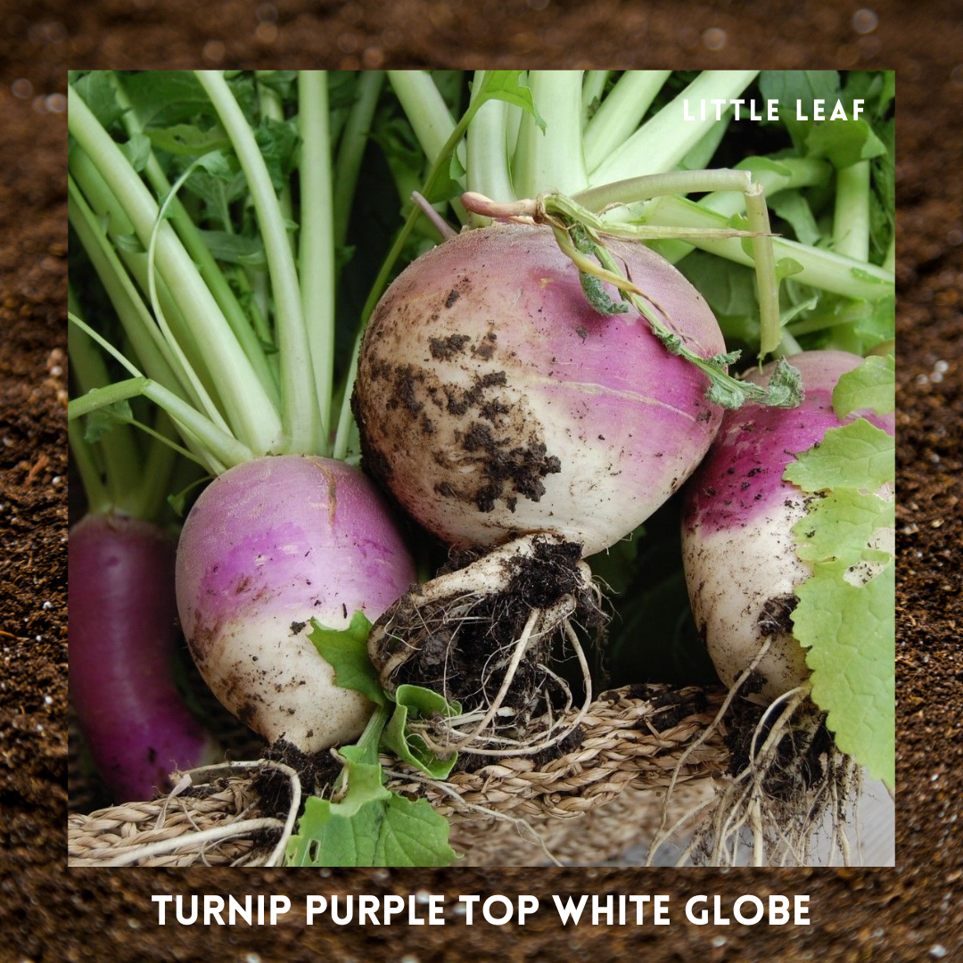 August | Kitchen Garden Month by Month | 5 Organic Veg Seeds to Sow in August