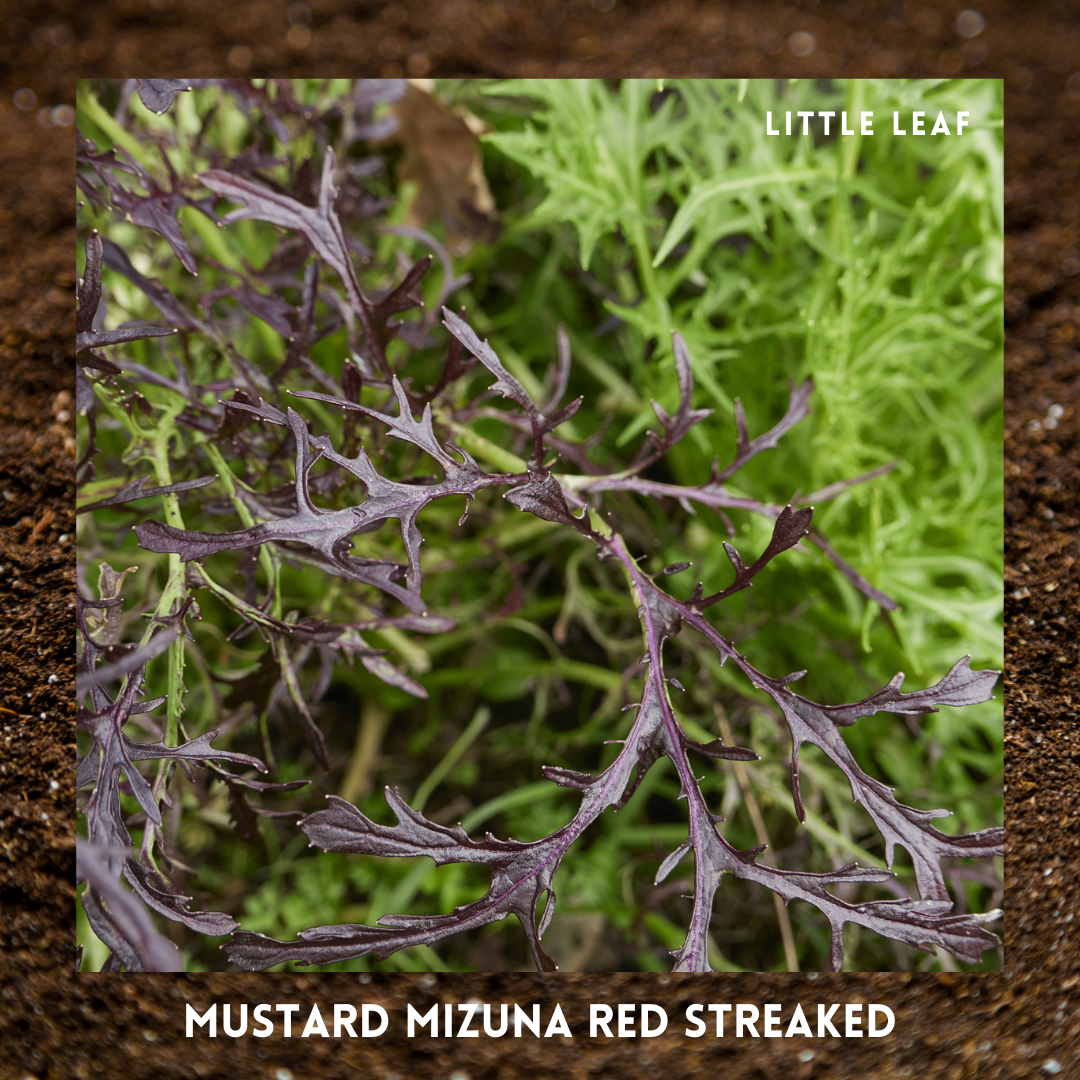 August | Kitchen Garden Month by Month | 5 Organic Veg Seeds to Sow in August
