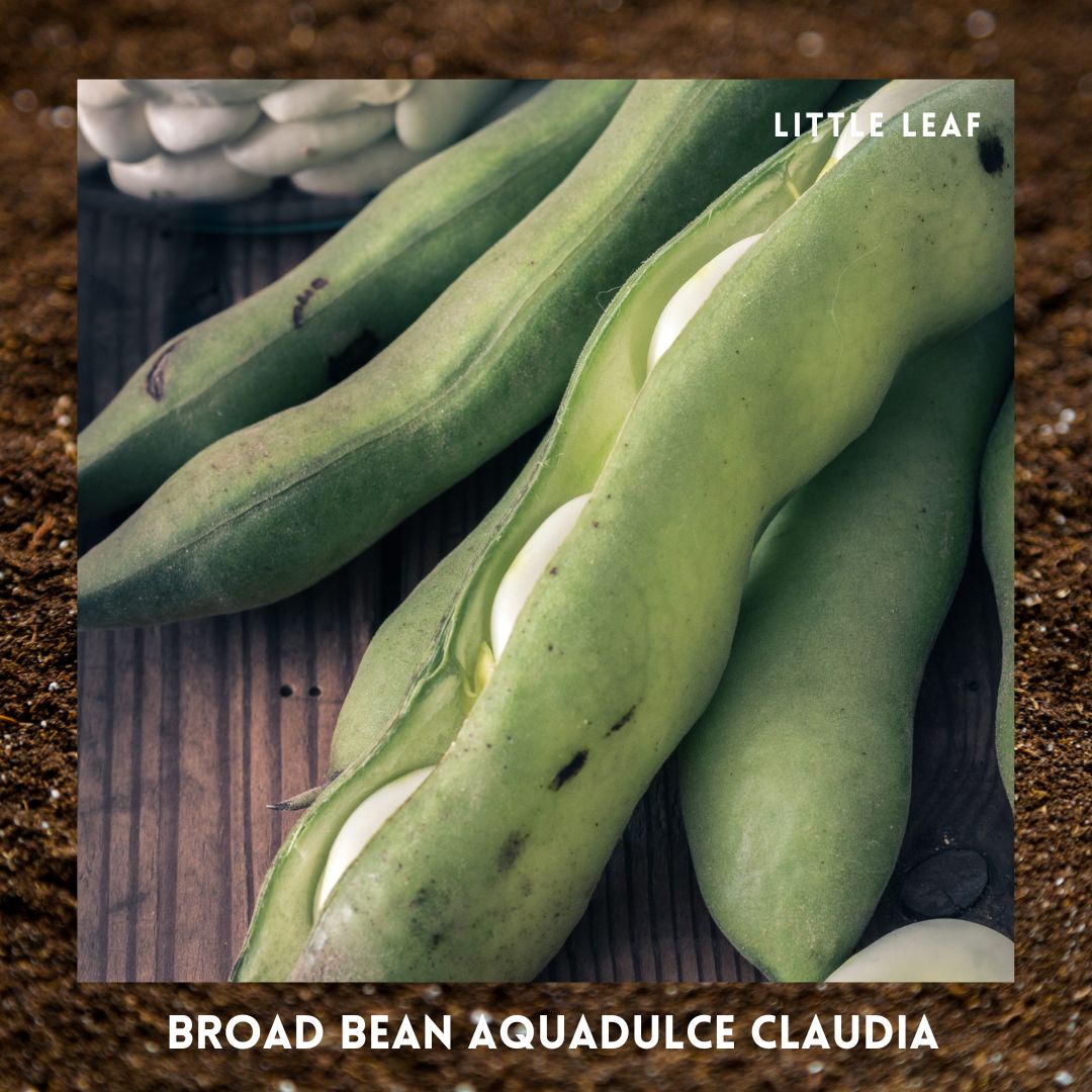February | Kitchen Garden Month by Month | 5 Organic Veg Seeds to Sow in February