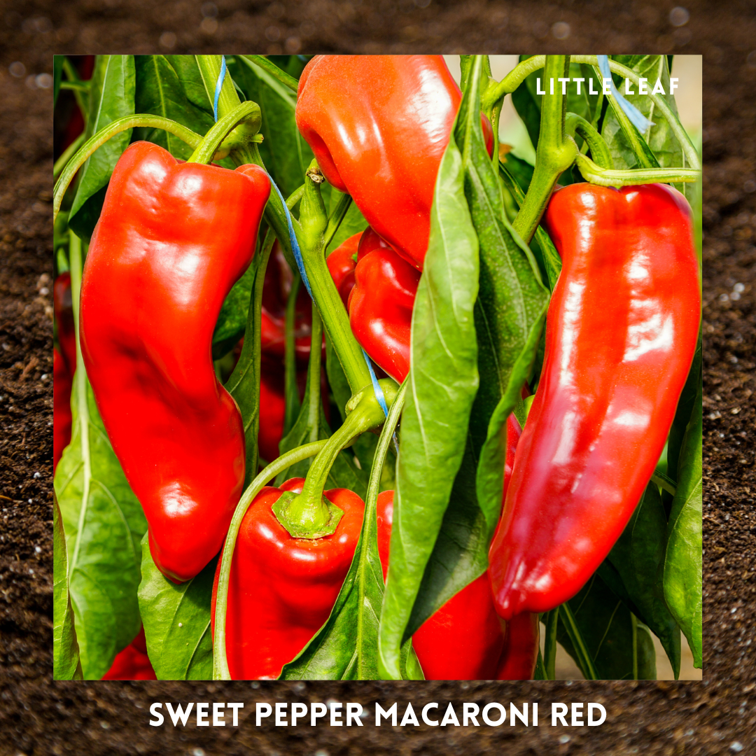 February | Kitchen Garden Month by Month | 5 Organic Veg Seeds to Sow in February
