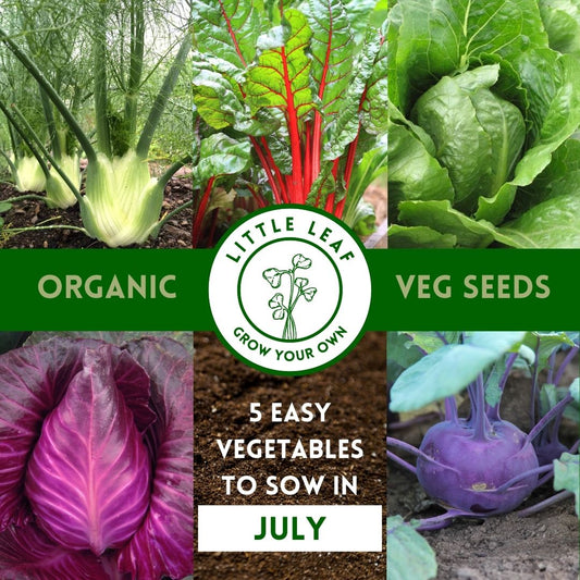 July | Kitchen Garden Month by Month | 5 Organic Veg Seeds to Sow in July