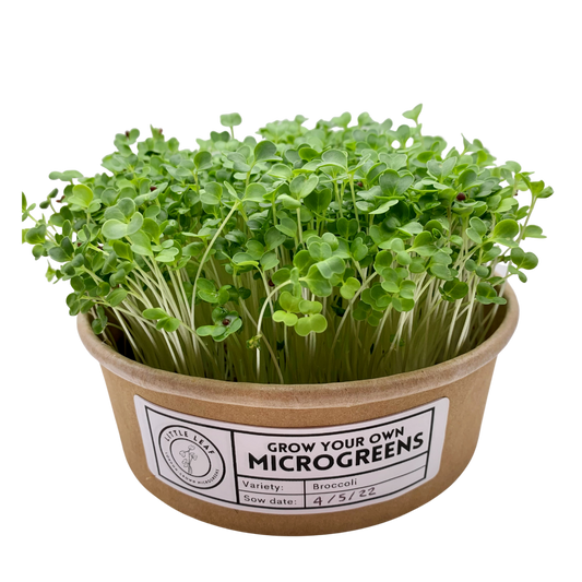 Which microgreen variety should I start with?