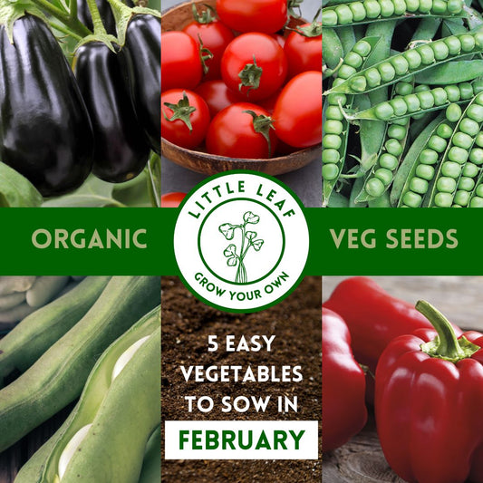 February | Kitchen Garden Month by Month | 5 Organic Veg Seeds to Sow in February