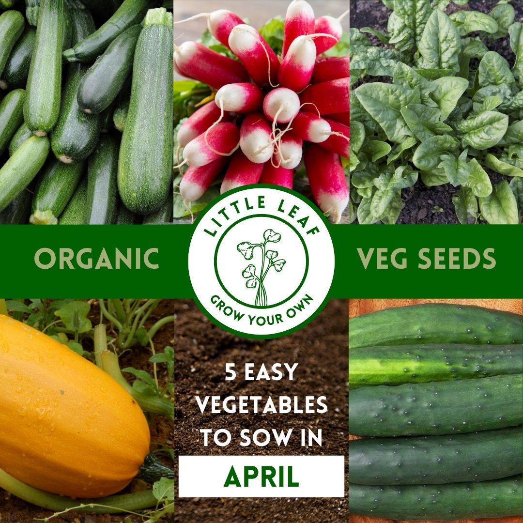 April | Kitchen Garden Month by Month | 5 Organic Veg Seeds to Sow in April