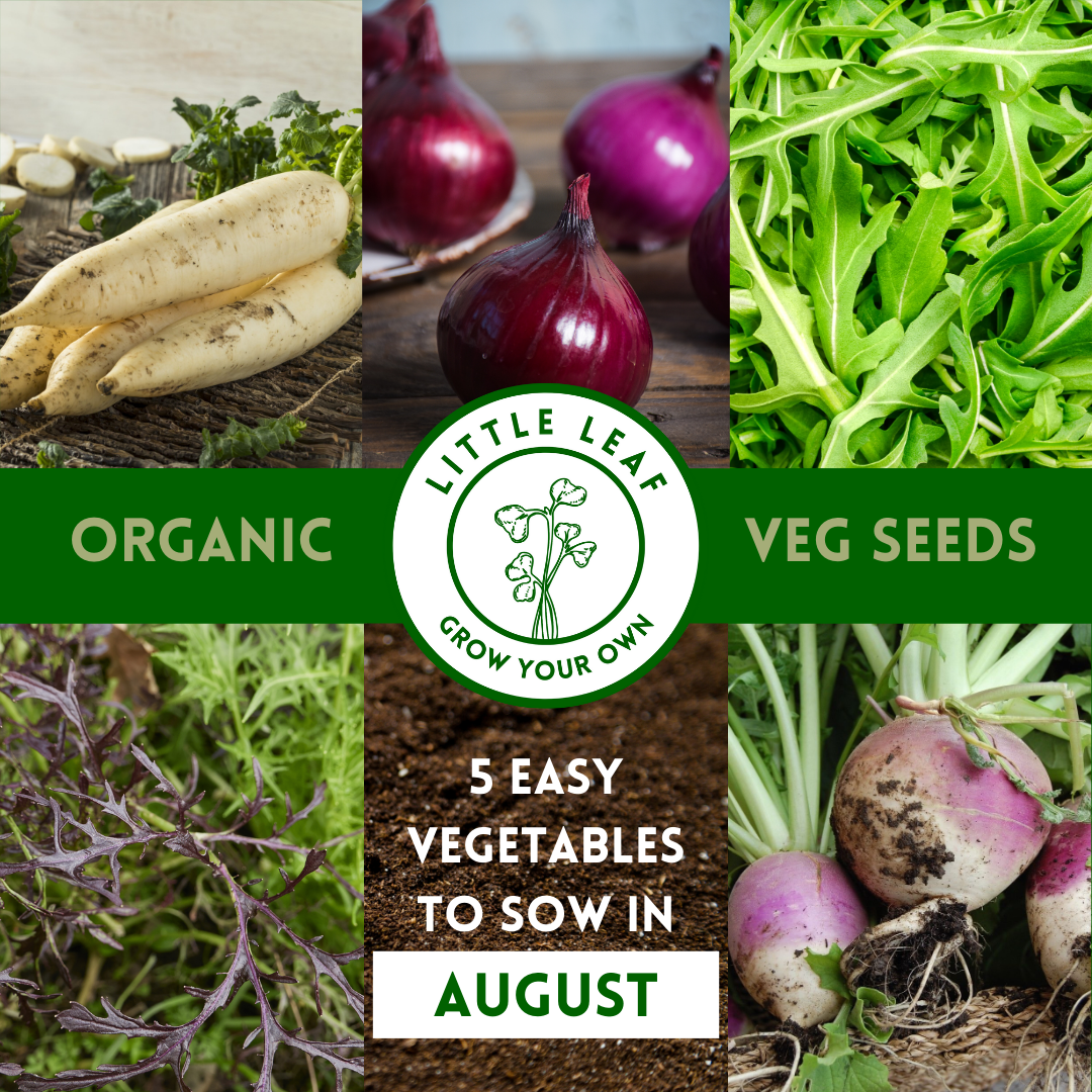 July | Kitchen Garden Month by Month | 5 Organic Veg Seeds to Sow in July