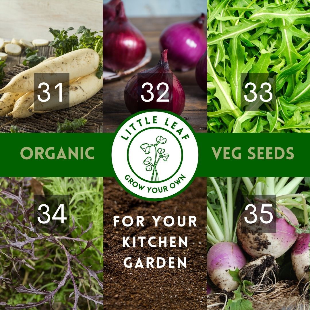 Organic Vegetable Seeds - Choose From 40 Curated Varieties for your Kitchen Garden