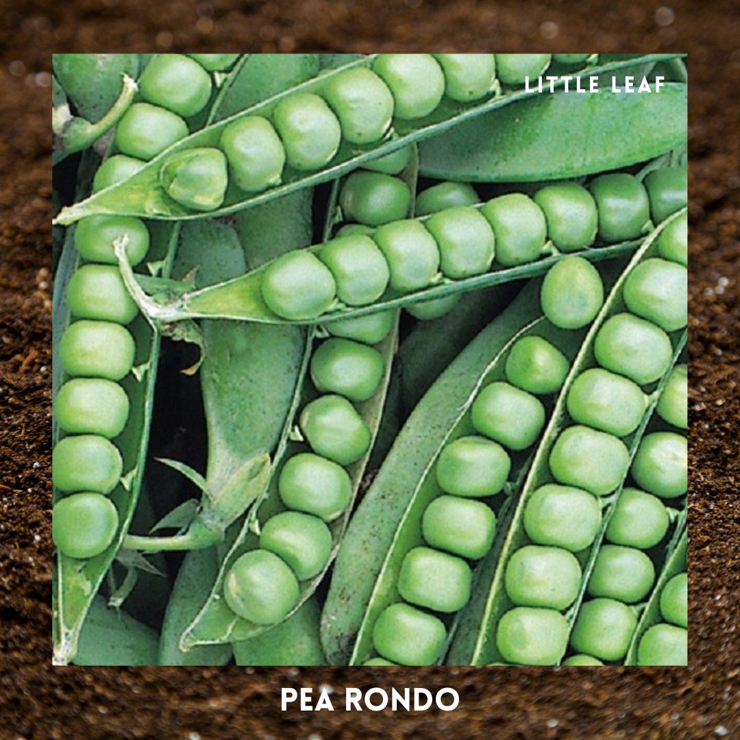 February | Kitchen Garden Month by Month | 5 Organic Veg Seeds to Sow in February