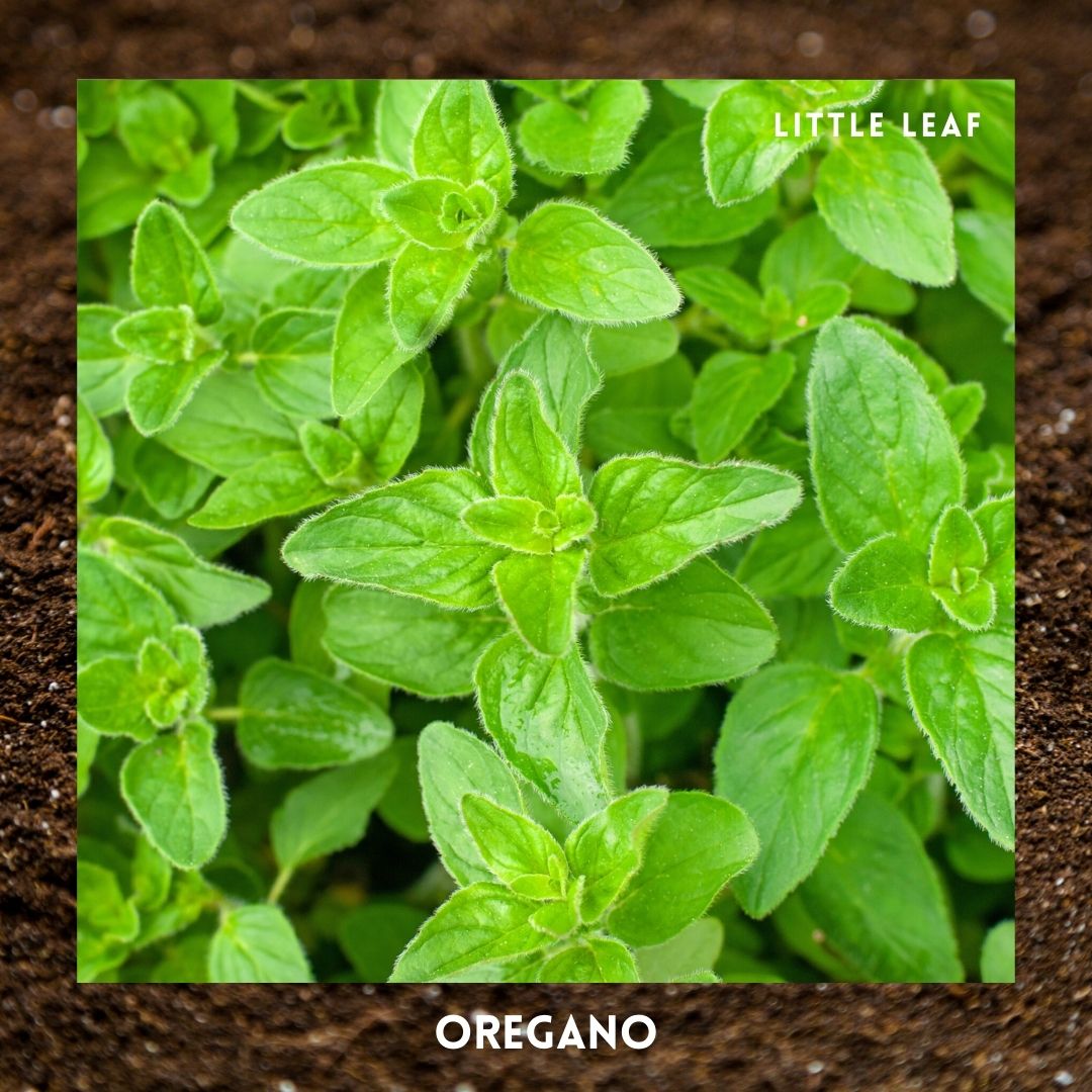 Herbs | 5 Organic Herb Seeds to Grow in Your Kitchen Garden or Windowsill