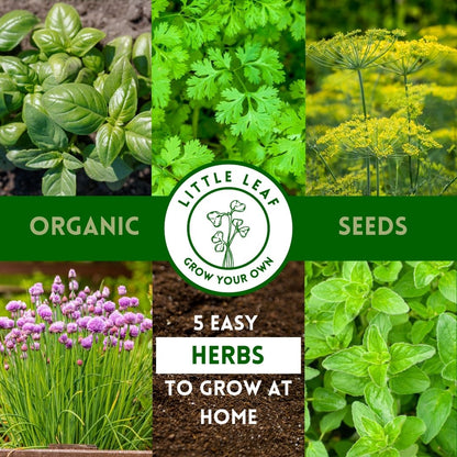 Herbs | 5 Organic Herb Seeds to Grow in Your Kitchen Garden or Windowsill