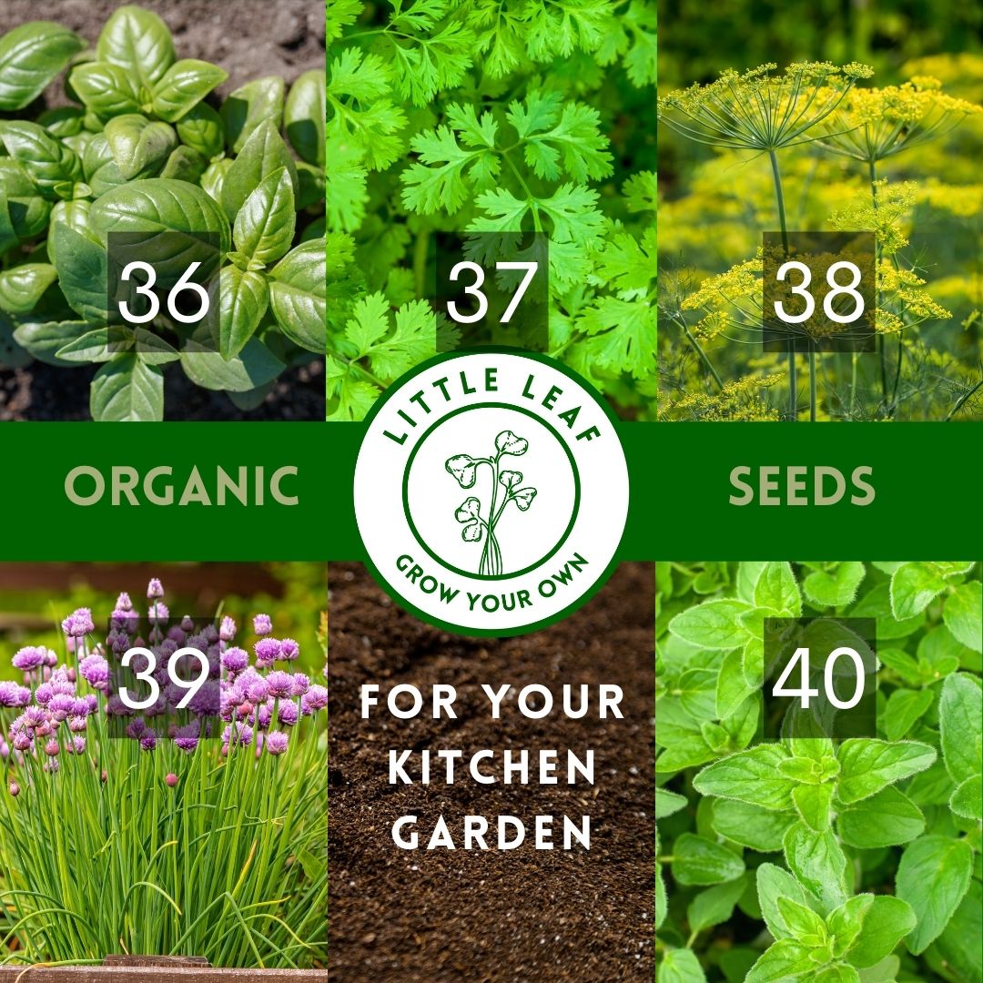 Organic Vegetable Seeds - Choose From 40 Curated Varieties for your Kitchen Garden