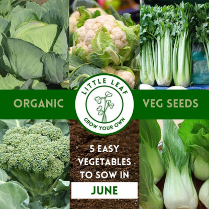 June | Kitchen Garden Month by Month | 5 Organic Veg Seeds to Sow in June