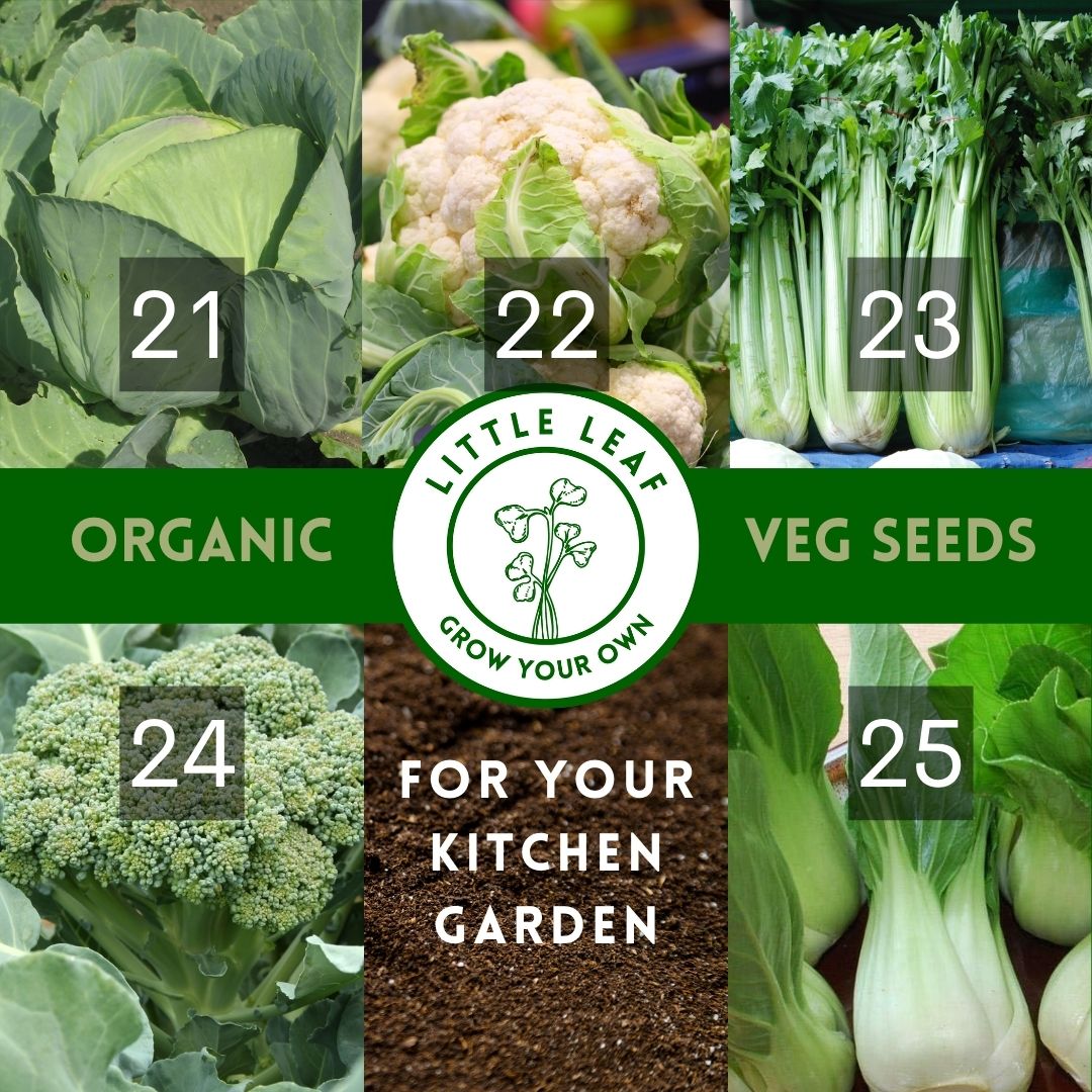 Organic Vegetable Seeds - Choose From 40 Curated Varieties for your Kitchen Garden