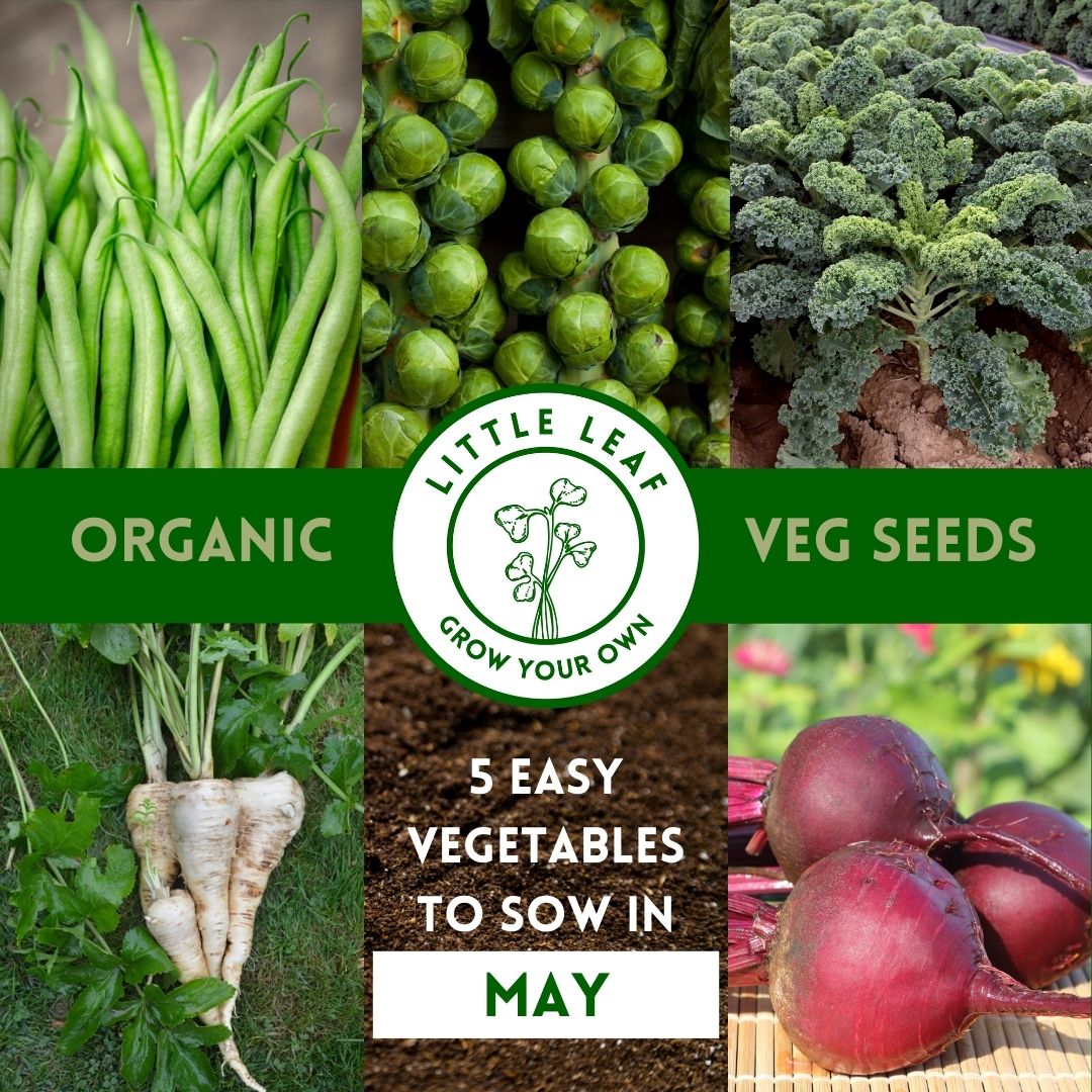 May | Kitchen Garden Month by Month | 5 Organic Veg Seeds to Sow in May