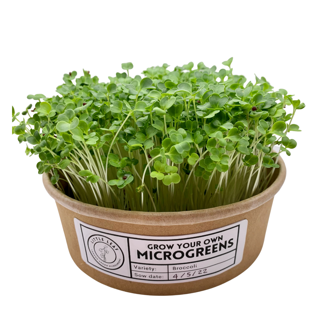 Grow Your Own Microgreens Starter Kit (Single Use, Compostable)