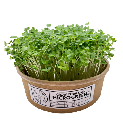 Grow Your Own Microgreens Starter Kit (Single Use, Compostable)